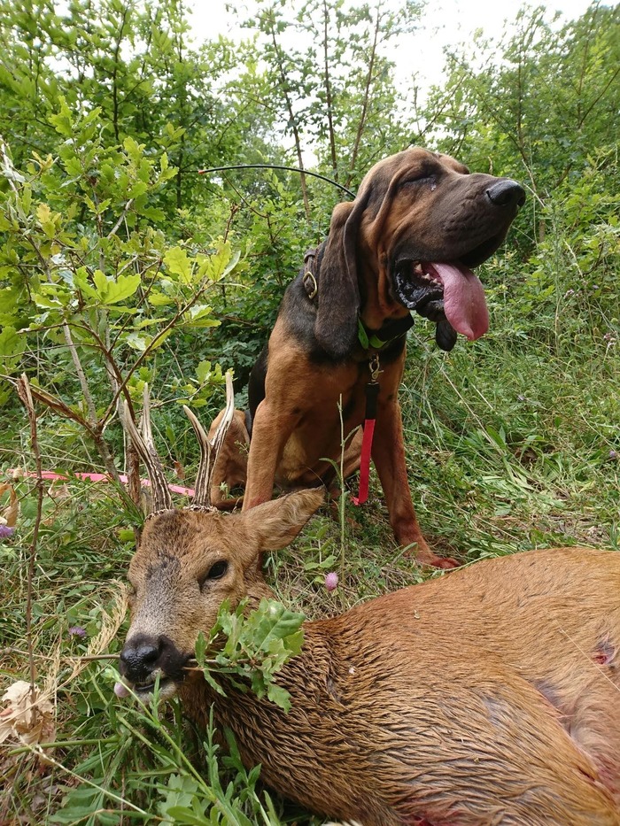 Image d'une chien de rouge en action