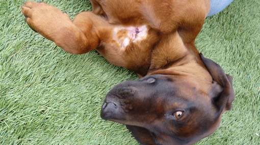 Un chien avec une blessure