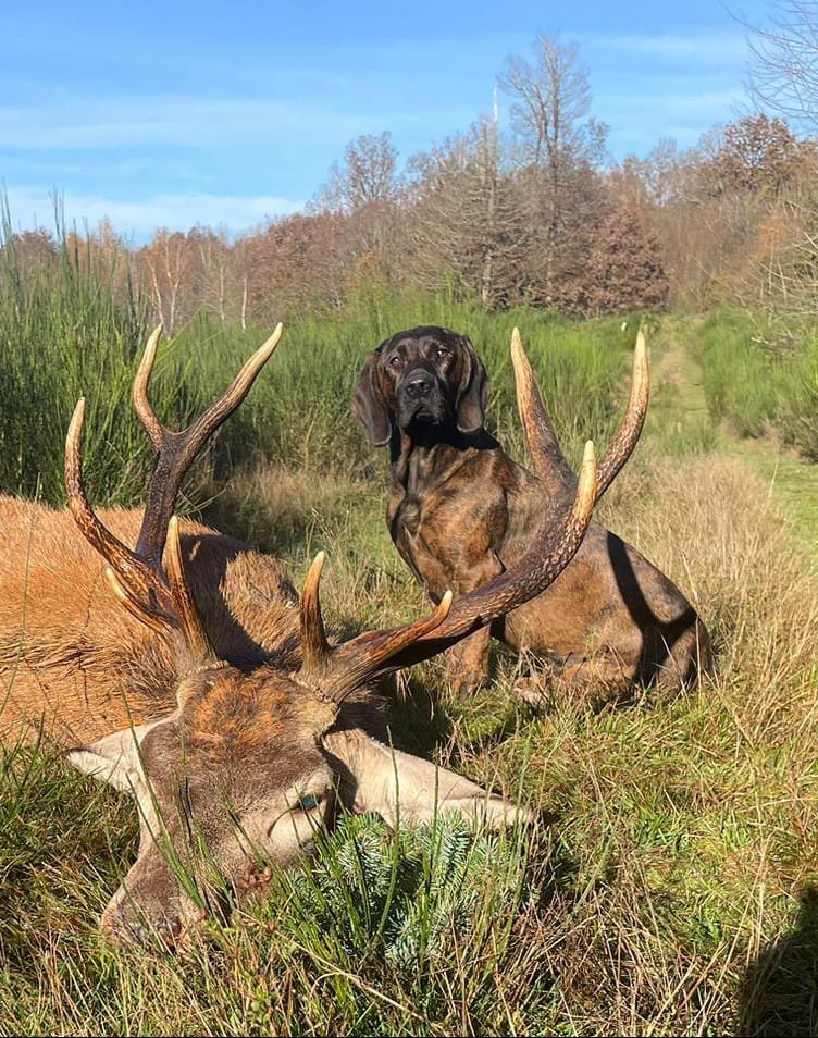 Chien de rouge à côté d'un sanglier
