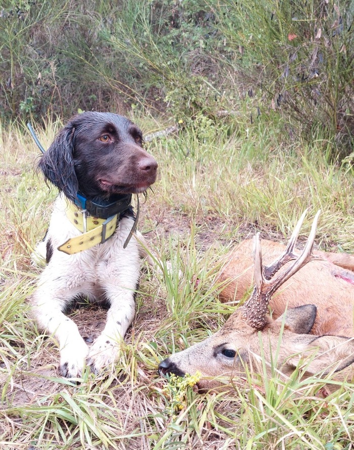 Image d'une chien de rouge en action